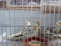 Balıkesir Bigadiç Sultan papağanı