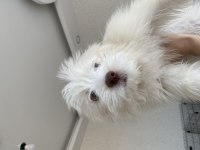 Renkli gözlü tuvalet eğitimli maltipoo