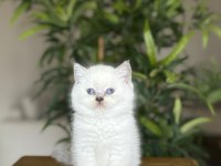 Birbirinden Güzel British Shorthair Yavrularım