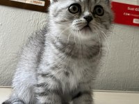 Çok Uygun Scottish Fold Hızlı Olan Kazanır