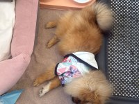 6 aylık pomeranian