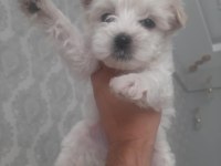 Yeni yuvasına gitmeye hazır maltese