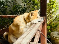 Akita İnu erkek yavru
