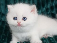 Kar gibi Beyaz Silver British Shorthair 