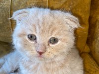 Dünyalar tatlısı scottish fold kedimiz kucak aşığı