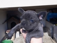 Tok kalite blue french bulldog