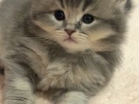 British longhair yavrularımı sahiplenmek istiyorum