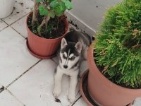 5 Aylık husky köpeğimiz yeni ailesini bekliyor