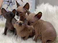 Özenle yetiştirilen sphynx bebekler