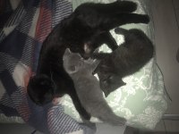 Scottish fold yavrular
