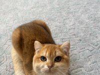 SAF IRK NY12 GOLDEN BRİTİSH SHORTHAİR KEDİM