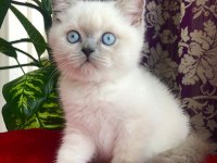 BRİTİSH SHORTHAİR YAVRULARI