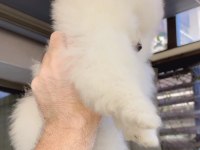 Pomeranian Boo Köpeği