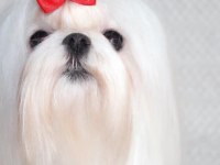 Mükemmel Kalitede Maltese Terrier Yavrularımız