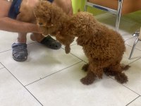 Toy poodle yavrular ırk sağlık garantili