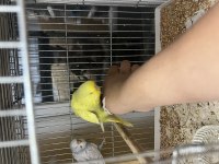40 GÜNLÜK ELE ALIŞIK ERKEK SHOW JUMBO MUHABBET KUŞLAR