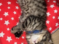 2 aylık erkek yavru scottish fold