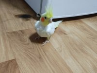 Dişi Lutino Sultan Papağanı