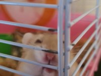 Hamsterlar beyaz kahve
