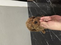 Toy Poodle Kore kan orjinal