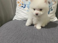KAR BEYAZ ERKEK POMERANİAN