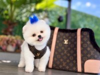 Orjinal Pomeranian Bebeğimiz Mex