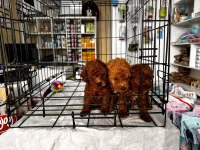 Red Brown Toy Poodle Yavrularımız