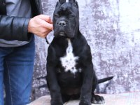 Fcı-Kıf Şecereli Safkan Cane Corso Yavrular
