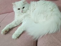 Genç beyimize eşleşme arıyoruz british longhair