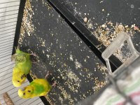 Kusursuz takım eş jumbo dişi jumbo kırığı muhabbet erkek