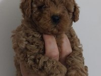 KORE KAN TOY POODLE