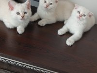 Paşa Kediler Uyguna Verilecek