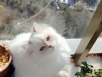 BLH golden point full şecereli british longhair