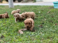 Çok sevimli orjinal poodle bebeklerimiz