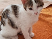 2,5 aylık erkek yavru kedimiz