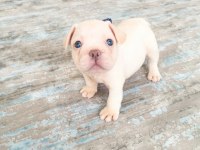 Egzotic French Bulldog Yavruları