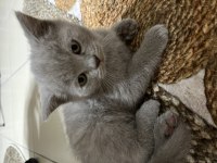 2 aylık british shorthair şekerler sahiplerini bekliyor