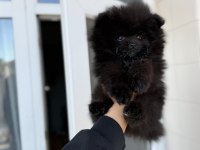 Teddy Face Siyah Pomeranian