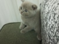 2.5 Aylık Erkek Scottish Fold Yavru