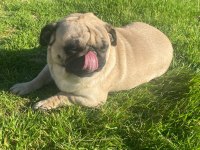 2.5 yaşında sağlıklı bir dişi pug köpeği