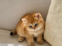 Safkan golden ny12 zümrüt gözlü dişi bebek kedimiz