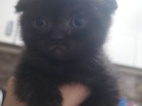 Scottish fold ve british yavru