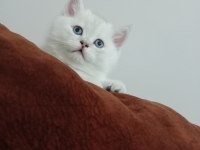 British shorthair pamuklar yuvasını bekliyor