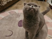Scottish fold kedimizi sahiplendiriyoruz