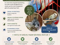 Tecrübeli sevda papağanı