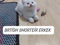 KEHRİBAR GÖZ BRİTİSH PAŞAM HAZIR BEMBEYAZ