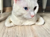 Ankara kedisi