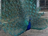 Yer sıkıntısından tavus kuşu