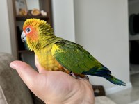 EL BESLEME BEBEK GÜNEŞ KONUR PAPAĞANLARI