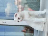 Scottish fold yavrumuz yuva arıyor